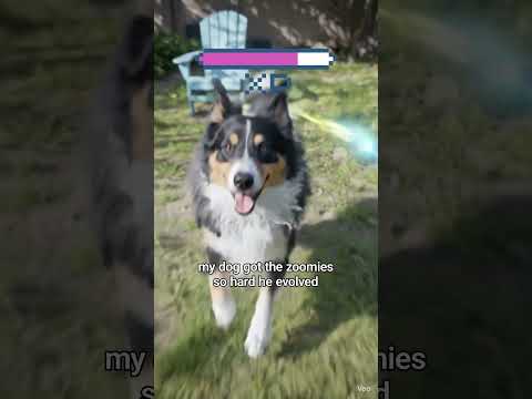 want to take your pet to the next level? prompt in the description