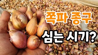쪽파 심는시기! 쪽파 종구 관리 하는법