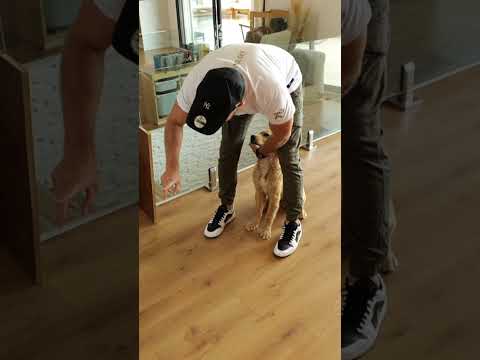 Comment avoir un chiot calme en intérieur ? 🤔 ft. @LatelierdeRoxane