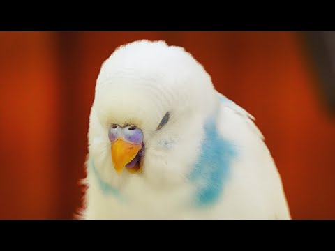 Calming Music for Budgies