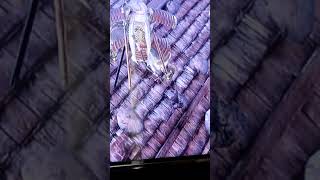 #仁王珍映像
