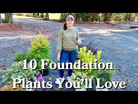 10 Low-Maintenance Foundation Shrubs You'll Love