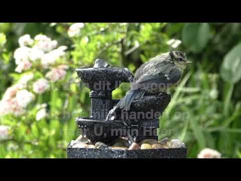 OPwekking 203 Ik wil U prijzen