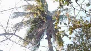 preview picture of video 'fat boy on coconut tree'