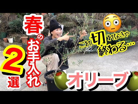 オリーブの木の木灰: それは本当に効果的な天然肥料ですか?  庭園