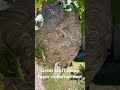 Can Spray Foam Reduce Hornets From Swarming Hornet Hornetnest Sprayfoam Yellowjackets Waspnest