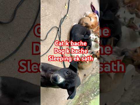#funny cat dogs❤️#viralvideo #viralshorts #shorts #animals #love #trending #trendingshorts