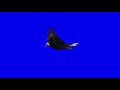 Blue Screen Eagle Fly Effects Free Download
