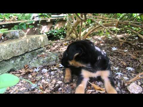 SOS Animaux Nintendo DS