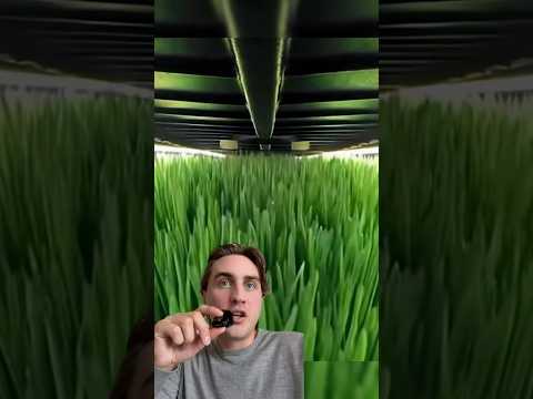 Der Futter-Glitch für Kühe: Gerstenmatten in nur 7 Tagen #viral