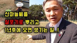산마늘 씨를 살포기로 뿌려놓고 1년 뒤에 왔습니다...그런데...
