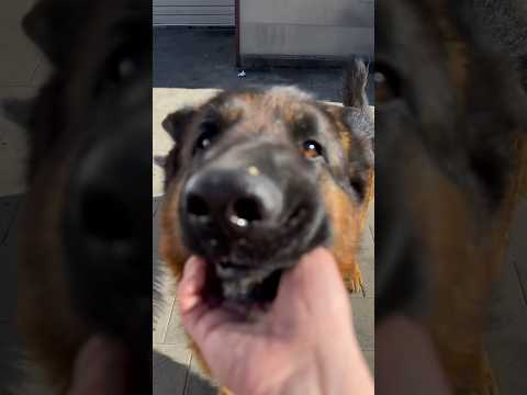 Як правильно давати таблетку собаці #germanshepherd #funnydogs #puppy