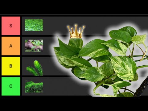 Ranking The BEST Nutrient Control Plants