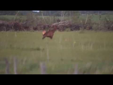 Bull Elk (Wapiti) in SW Manitoba