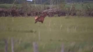 Bull Elk (Wapiti) in SW Manitoba
