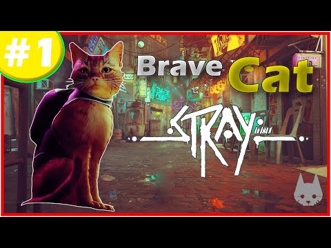What A Brave Cat!!! | Stray Part 01|| Seanket ||