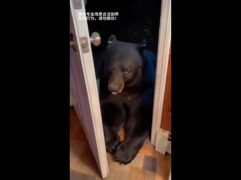 重逢的奇蹟：消失一個月的黑熊再度現身，這場跨越物種的深情守候，終於盼來了最好的結局。