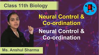 CBSE Class 11 Biology Neural Control and Co-ordination Neural Control and Co-ordination |Extraminds