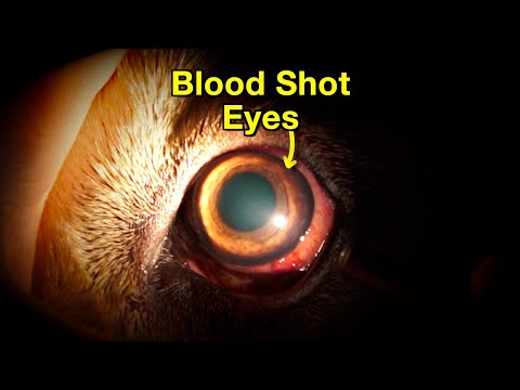 Retinal Hemorrhage in Dogs: Symptoms & Emergency Care