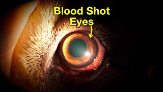 Blood shot eyes in dogs - Episode 19