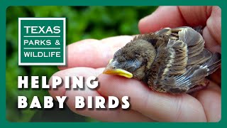 What to do if you find a fallen baby bird or nest - Tips from a Wildlife Biologist