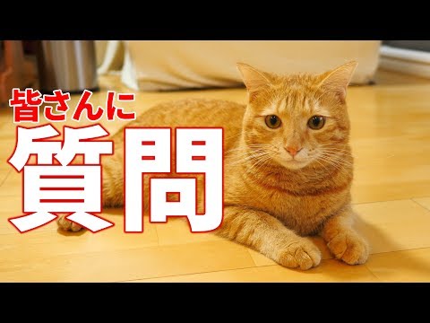 猫はどれくらい食べるの?