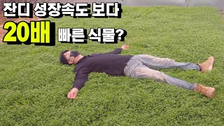 잔디 성장 속도 보다 20배 빠른 식물은 무엇?