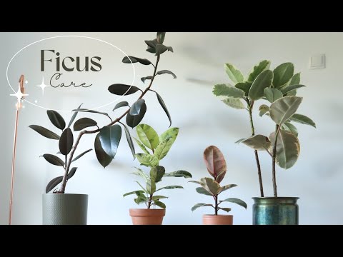 , title : 'Ficus | Care | Branching | Collection | Planting Plants'