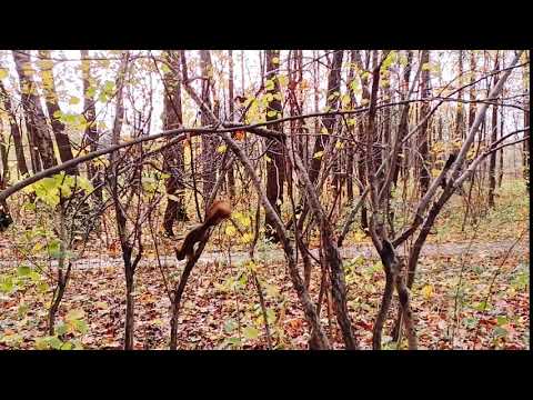 OPPO Reno4 Lite test video