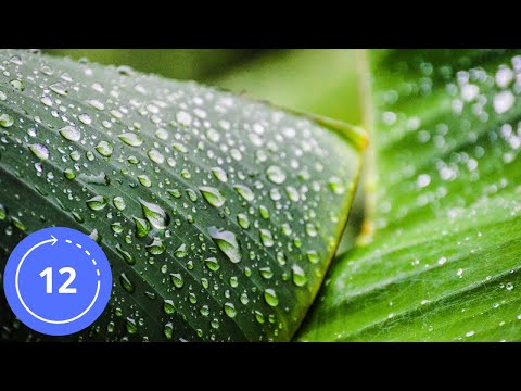 12 Hodin / Zvuky / LEHKÝ DÉŠŤ V BANÁNOVÉM POLI / Zvuk Deště  / Dážď Zvuk / Bílý šum / Zvuk Dažďa