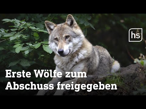 Zum Abschuss freigegeben: Wölfe in Hessen | hessenschau