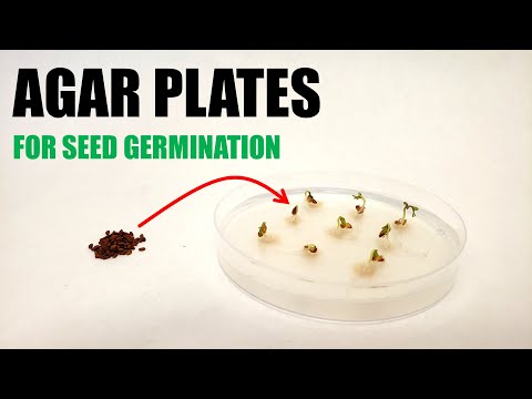 How to Prepare Agar Plates for Seed Germination Experiments