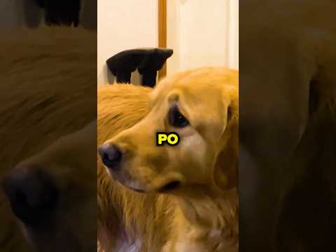 Ten Pies PŁACZE, Bo...😭❤️