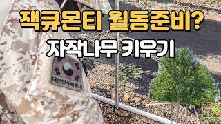 【잭큐몬티 자작나무】 도랜보스 겨울 월동준비  Jacquemontii 