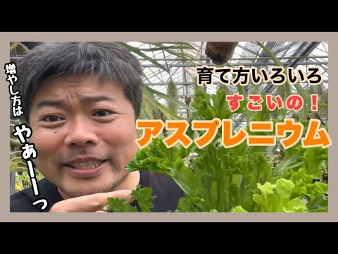 ペリクレースについて詳しく解説