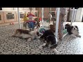 Miniature Australian Shepherd dogs for sale: Dustin - Video 1