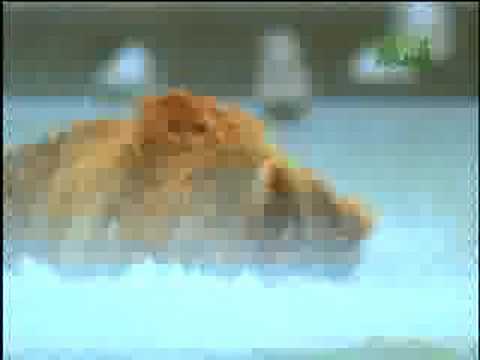 Fooled by Nature - Green Grizzlies