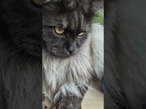 Osiris helps me with a #tatcha dewy cream review. It's not positive! #over40skincare