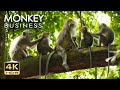 4K HDR Monkey Business - Life of Monkeys - Animal Documentary - Fun & Relaxing Music Video - No Talk