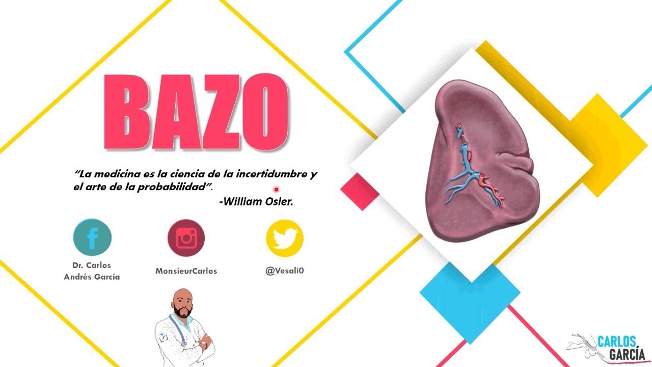 Anatomía - Bazo (Caras, Bordes, Irrigación y Drenaje)