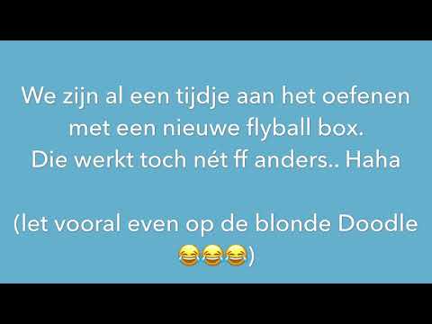 Flyball behind the scenes