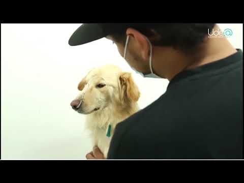 Charla sobre adopción responsable de animales de compañía