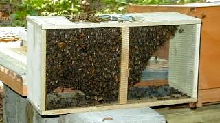 The Art of Beekeeping