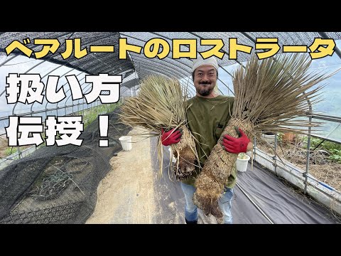 園芸 ユークリフィア・ロストレバー