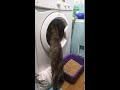 Cat And Washing Machine