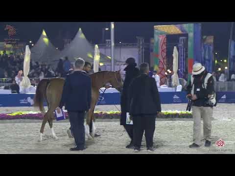 N 76 E  B  NOURA   Asharqia Arabian Horse Classic 2020   Fillies 2 Years Old Class 2B