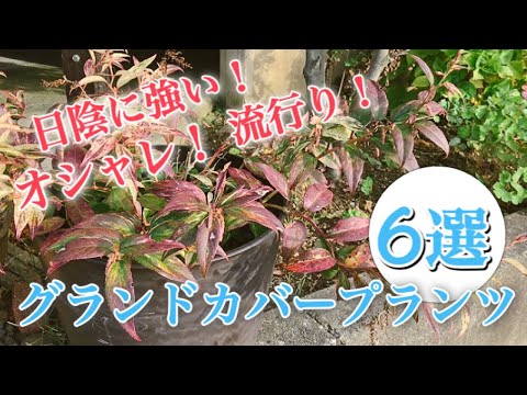 日陰のグランドカバー植物: 成長するのに太陽を必要としないこれらの 9 つの美しい品種は何ですか?  庭園