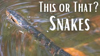 This or That? Snakes!