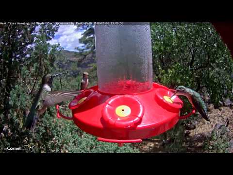 Male Black-chinned Hummingbird Hovers Over Feeder Port – May 16, 2018