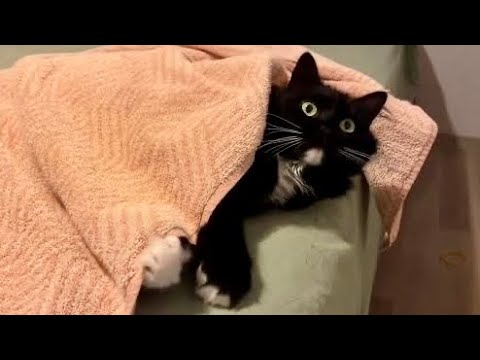 Yes! Fresh and warm towels. 乾燥したてのホカホカタオルを掛けたら、猫が溶ろけました。